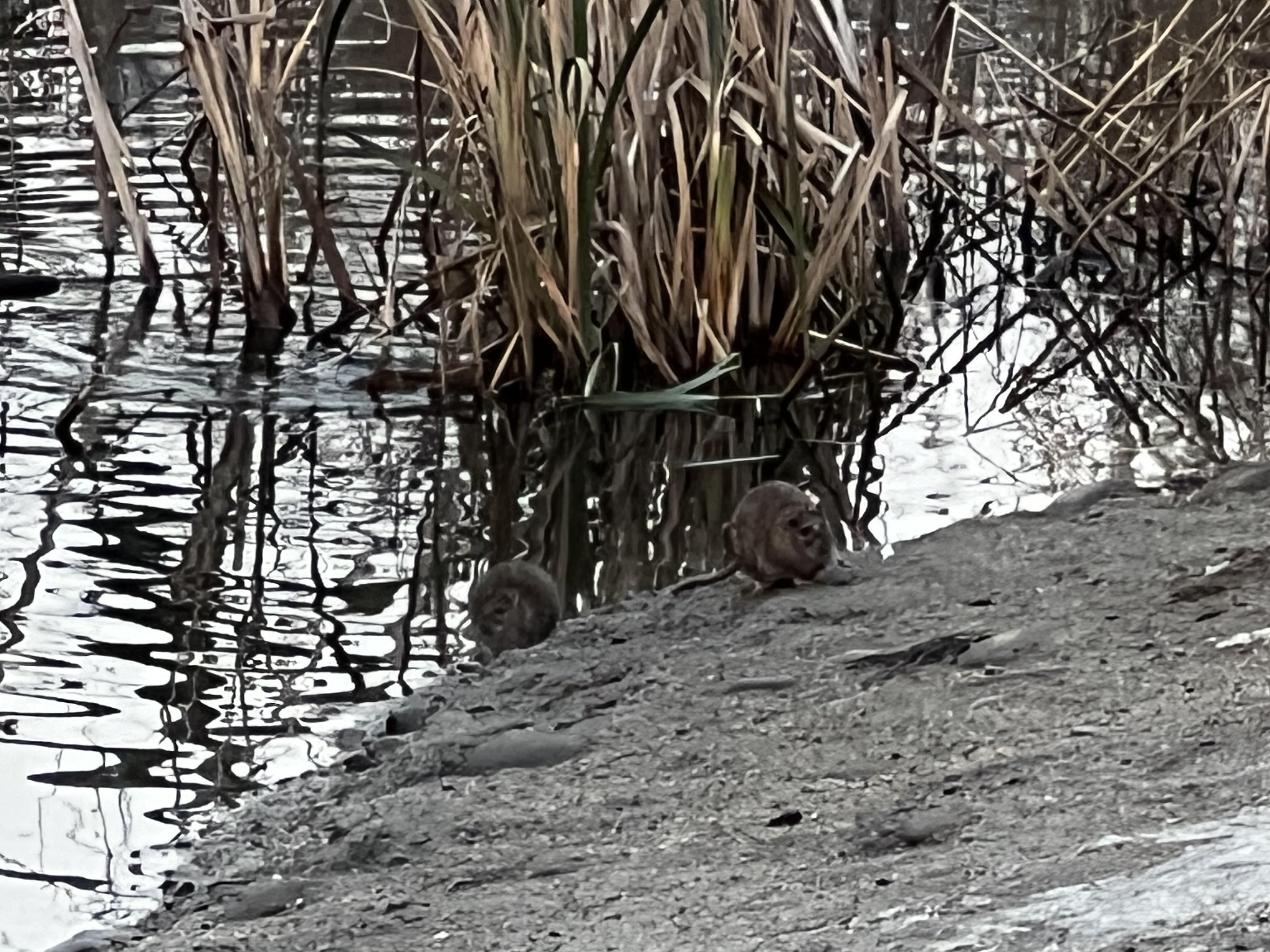 პირველი შეხვედრა